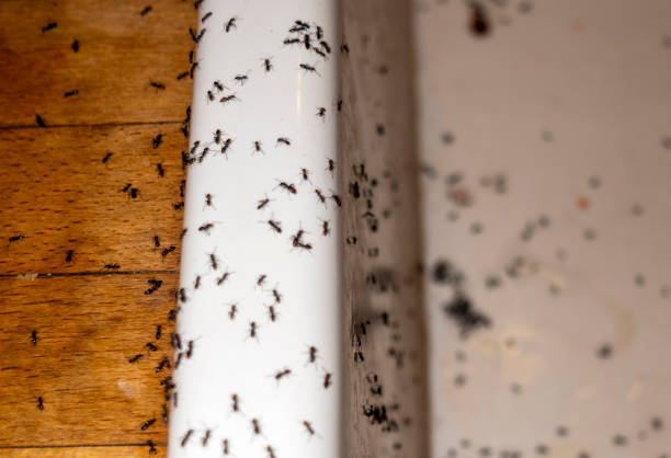 Best Emergency Pest Control  in Fort Meade, FL