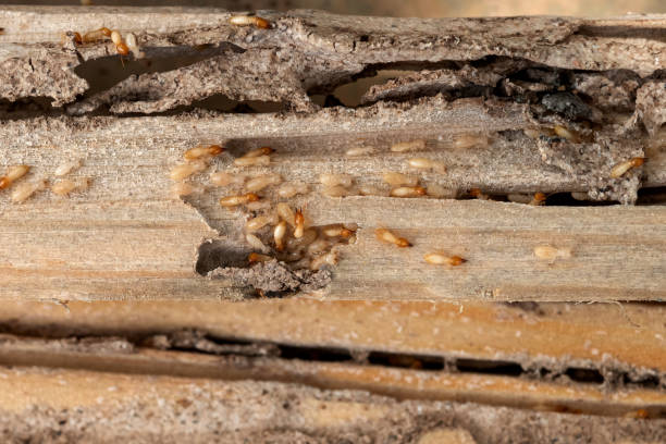 Trusted Fort Meade, FL Pest Control Experts