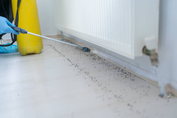 Best Ant Control Services  in Fort Meade, FL